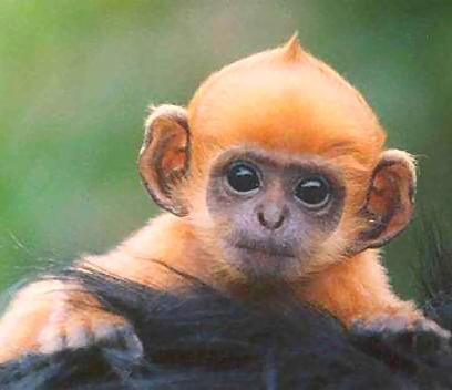 monkey business