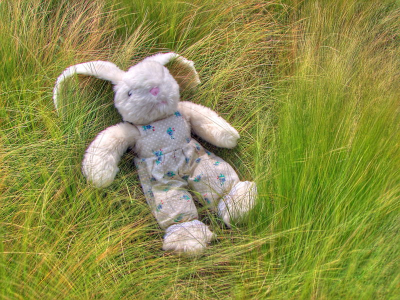 rabbit